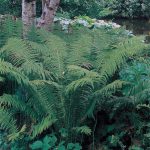 Ostrich Fern Ostrich Fern
