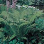 Ostrich Fern Ostrich Fern