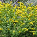 Solidago Sphacelata 'Golden Fleece' Solidago Sphacelata 'Golden Fleece'