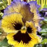 Spring Images by Mark Konopka Spring Images by Mark Konopka