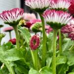 Spring Images by Mark Konopka Spring Images by Mark Konopka