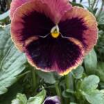 Spring Images by Mark Konopka Spring Images by Mark Konopka