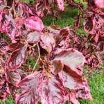 Fagus Sylvatica Leaf Closeup Fagus Sylvatica Leaf Closeup