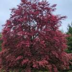 Fagus Sylvaticacv Purpurea Tricolor Fagus Sylvaticacv Purpurea Tricolor