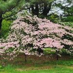 Pink Dogwood Pink Dogwood