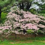 Pink Dogwood Pink Dogwood