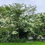 White Dogwood White Dogwood