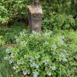 Amsonia in Front of Pan Amsonia in Front of Pan