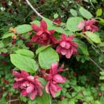 Calycanthus Floridus Calycanthus Floridus