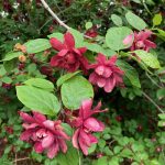 Calycanthus Floridus Calycanthus Floridus