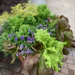 Container With Lettuces and Pansies Container With Lettuces and Pansies