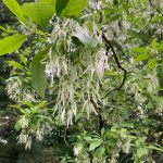 Fringe Tree Flowers Fringe Tree Flowers