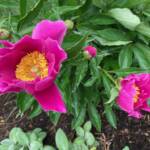 Peony Flower Peony Flower