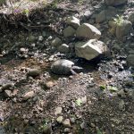 Shawn Allen - turtle Shawn Allen - turtle