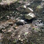 Shawn Allen - turtle Shawn Allen - turtle