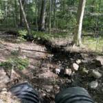 Shawn Allen - turtle Shawn Allen - turtle