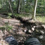 Shawn Allen - turtle Shawn Allen - turtle