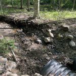 Shawn Allen - turtle Shawn Allen - turtle