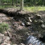 Shawn Allen - turtle Shawn Allen - turtle