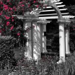 June 1 2025 images of Frelinghuysen Arboretum by Gail Susan Waimon June 1 2025 images of Frelinghuysen Arboretum by Gail Susan Waimon