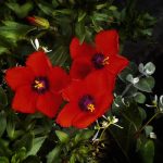 June 1 2025 images of Frelinghuysen Arboretum by Gail Susan Waimon June 1 2025 images of Frelinghuysen Arboretum by Gail Susan Waimon