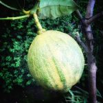 June 1 2025 images of Frelinghuysen Arboretum by Gail Susan Waimon June 1 2025 images of Frelinghuysen Arboretum by Gail Susan Waimon