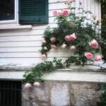 June 1 2025 images of Frelinghuysen Arboretum by Gail Susan Waimon June 1 2025 images of Frelinghuysen Arboretum by Gail Susan Waimon