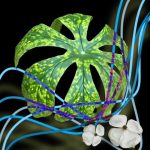 June 1 2025 images of Frelinghuysen Arboretum by Gail Susan Waimon June 1 2025 images of Frelinghuysen Arboretum by Gail Susan Waimon