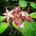 June 1 2025 images of Frelinghuysen Arboretum by Gail Susan Waimon June 1 2025 images of Frelinghuysen Arboretum by Gail Susan Waimon