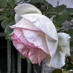 June 1 2025 images of Frelinghuysen Arboretum by Gail Susan Waimon June 1 2025 images of Frelinghuysen Arboretum by Gail Susan Waimon