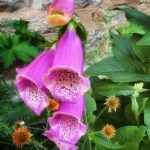 June 1 2025 images of Frelinghuysen Arboretum by Gail Susan Waimon June 1 2025 images of Frelinghuysen Arboretum by Gail Susan Waimon