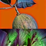 June 1 2025 images of Frelinghuysen Arboretum by Gail Susan Waimon June 1 2025 images of Frelinghuysen Arboretum by Gail Susan Waimon