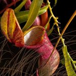 June 1 2025 images of Frelinghuysen Arboretum by Gail Susan Waimon June 1 2025 images of Frelinghuysen Arboretum by Gail Susan Waimon