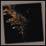 June 1 2025 images of Frelinghuysen Arboretum by Gail Susan Waimon June 1 2025 images of Frelinghuysen Arboretum by Gail Susan Waimon