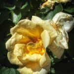 June 1 2025 images of Frelinghuysen Arboretum by Gail Susan Waimon June 1 2025 images of Frelinghuysen Arboretum by Gail Susan Waimon