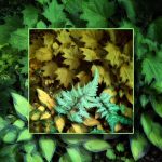 June 1 2025 images of Frelinghuysen Arboretum by Gail Susan Waimon June 1 2025 images of Frelinghuysen Arboretum by Gail Susan Waimon