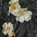 June 1 2025 images of Frelinghuysen Arboretum by Gail Susan Waimon June 1 2025 images of Frelinghuysen Arboretum by Gail Susan Waimon