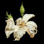 June 1 2025 images of Frelinghuysen Arboretum by Gail Susan Waimon June 1 2025 images of Frelinghuysen Arboretum by Gail Susan Waimon