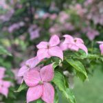 Cornus Kousa Rutpink Scarlet Fire Cornus Kousa Rutpink Scarlet Fire
