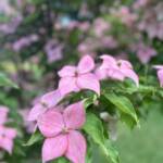 Cornus Kousa Rutpink Scarlet Fire Cornus Kousa Rutpink Scarlet Fire
