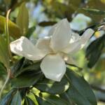Magnolia Grandiflora Edith Bogue Magnolia Grandiflora Edith Bogue