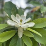 Magnolia Viginiana cv. Moonglow Magnolia Viginiana cv. Moonglow