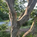 Seven Sons Tree Seven Sons Tree