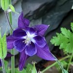 Columbine Columbine
