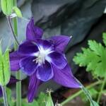 Columbine Columbine