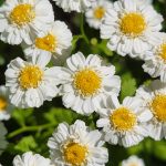 Feverfew Feverfew