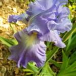 Lavender Iris Lavender Iris