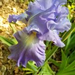 Lavender Iris Lavender Iris