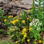 Prickly Pear and Feverfew Prickly Pear and Feverfew