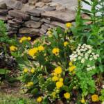Prickly Pear and Feverfew Prickly Pear and Feverfew